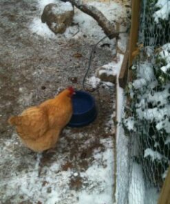 K&H Pet Products Thermal-Bowl Outdoor Heated Dog Bowl Blue 96 Ounces 32 51CjQUwgx2L