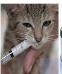 Med Chalet EXELint Disposable Syringe, Sterile Single Pack, 50 ml to 60 ml Medical Grade Catheter Tip, J1 1 11 51CmCjWZ4L