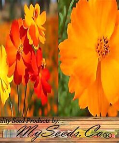 Alternative view of Big Pack - Cosmos USA Mix (8,000+) Flower Seeds By MySeeds.Co (Big Pack - Cosmos Mix)