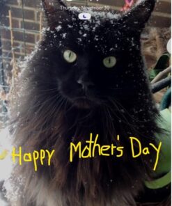 GoPets Dematting Comb with 2 Sided Professional Grooming Rake for Cats & Dogs 37 51CzrBLduFL