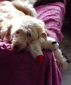 Multipet Plush Dog Toy, Lambchop, 10", White/Tan, Small 10" 46 51DBNnyKirL