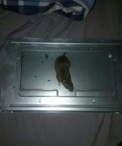 JT Eaton 421CL Repeater Multiple Catch Mouse Trap with Clear Inspection Window 25 51DLkiqzlUL