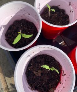 Burpee SteakHouse Hybrid Non-GMO Large Beefsteak Garden Produces Giant 3 LB Fresh Tomatoes | Vegetable Planting, 25 Seeds 37 51DXQLKwxuL