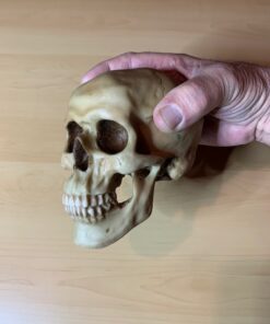 Grinning Highly Realistic Replica Human Skull Statue Home Décor 6.5x4.25x4.6" 35 51DkT6UVAcL