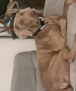 Forticept Maxi-Wash Hot Spot Treatment, Wound Care & Itch Relief Spray for Dogs and Cats. Relives Scratching, Rashes, Sores, Itchy Skin and Paw Licking 8 oz 8 Fl Oz (Pack of 1) 21 51DtmnC8K5L