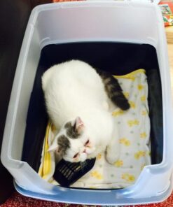 IRIS USA Open-Top Cat Litter Box with Shield and Scoop, Navy 37 51EIB7lOWL