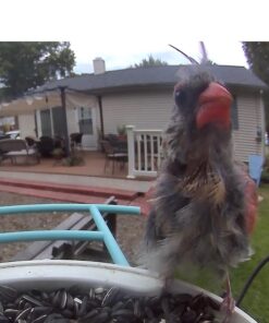 NETVUE Birdfy Lite - Smart Bird Feeder with Camera Solar Powered, Bird Watching Camera Wireless, Auto Capture Bird Videos & Motion Detection, Ideal Gift for Christmas Blue 45 51ESsO 0GgL