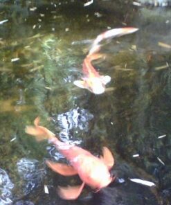 KEDSUM 880GPH Submersible Water Pump(3500L/H, 100W), Ultra Quiet Water Pump with 11.3ft High Lift, Fountain Pump with 5.9 ft Power Cord, 3 Nozzles for Fish Tank, Pond, Aquarium, Hydroponics 40 51EV8R21ukL