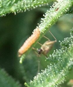 Bug Sales Trichogramma 3 Squares/ 12,000 Eggs 15 51EeyTMI39L