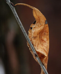 Canon EF-S 55-250mm f/4.0-5.6 is II Telephoto Zoom Lens Base Standard Packaging 51 51F7MekhVOL