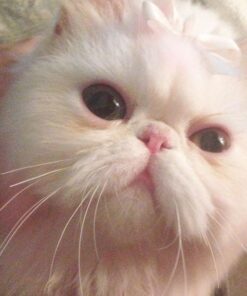 Coastal Pet Safari Cat Shedding Comb - Prevents Hairballs - Daily-Use Cat Deshedding Brush - For Cats with Short and Long Hair - One Size 38 51F8aDt0PL