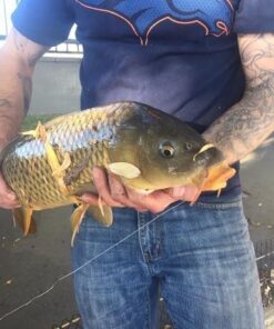 Eagle Claw PK56TS Pack-It Spin Combo Telescopic Rod (1 Piece), Yellow, 5-Feet 6-Inch 20 51FKqVzHM2L