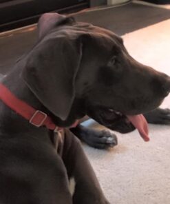 Don Sullivan Perfect Dog Command Collar with Extra Links and DVD, Large blue 27 51FaKeKAuzL