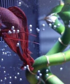 Fluval SPEC Freshwater Aquarium Kit, Aquarium with LED Lighting and 3-Stage Filtration, 2.6 Gallon, Black, Large Breeds 2.6 Gal. 49 51FfLRBXlWL