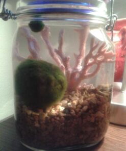 Bormioli Rocco Fido Square Jaw with Blue Lid, 33-3/4-Ounce, 33.75 Ounce, Clear 13 51FwBGRR9LL