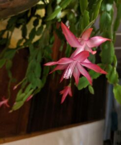 Neptune's Harvest Organic Hydrolized Fish & Seaweed Fertilizer 36 0z 36 Ounce 32 51G bUOTp3L