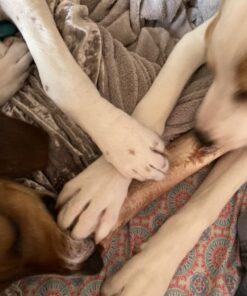 Musher's Secret Dog Paw Wax 60 g (2.1 oz) - Moisturizing Dog Paw Balm that Creates an Invisible Barrier That Protects and Heals Dry Cracked Paws - All-Natural with Vitamin E and Food-Grade Ingredients 2.1 Ounce (Pack of 1) 41 51G0NXKVFL