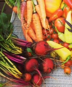 Seed Needs, 1,500+ Rainbow Beet Seed Mixture - 8 Variety Heirloom Mix (Beta vulgaris) Bulk Non-GMO 57 51GSzHMtX5L