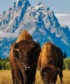 Lonely Planet USA's National Parks 37 51GbDmmoa2L