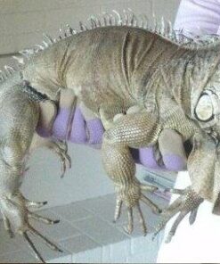 MAGID Professional Rose Pruning Thornproof Gardening Gloves with Extra Long Forearm Protection for Men (BE194T-XL) - Puncture Resistant, XL (1 Pair) Men's XL Tan & Green 15 51GkAS0WeWL