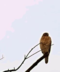 Lexar Professional 1000X 64GB (2-Pack) SDXC Uhs-II Cards 64GB 2 Pack 31 51Gu2R2MTSL 1