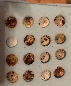 12 Large Fertile Hatching Coturnix Quail Eggs 33 51GyN8wV6SL
