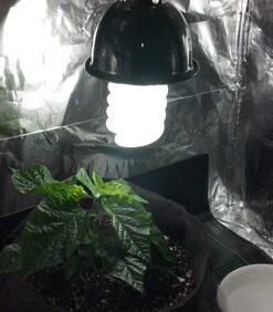 ePhoto Hydroponic Full Spectrum CFL Grow Light Bulb 60 Watt Bulb 5500K H60 30 51HGG3e9SL