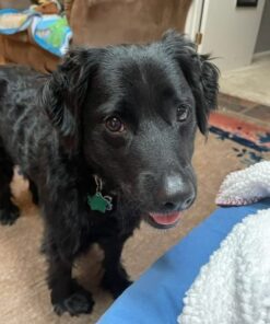 PEDIGREE DENTASTIX Large Dog Dental Care Treats Original, Beef & Fresh Variety Pack, 2.73 lb.Pack (51 Treats) Variety: Chicken, Beef & Fresh 51 Count (Pack of 1) 37 51HKh4LKeWL