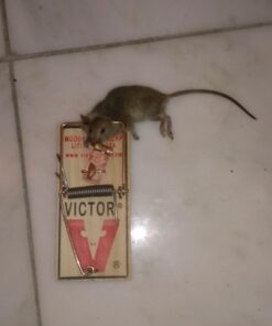 Victor m154 metal pedal mouse trap (8) 8 Traps 21 51HpXaoZ4xL