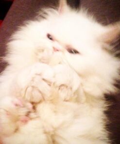 Coastal Pet Safari Cat Shedding Comb - Prevents Hairballs - Daily-Use Cat Deshedding Brush - For Cats with Short and Long Hair - One Size 39 51HrWQKz6vL