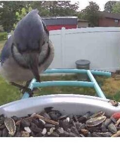 NETVUE Birdfy AI - Smart Bird Feeder with Camera + Solar Panel, Free AI Forever, Auto Capture & Identify 6000+ Bird Species, Bird Videos for Birdwatching, Ideal Gift for Bird Lover Solar Blue 41 51InsI7WV2L 2