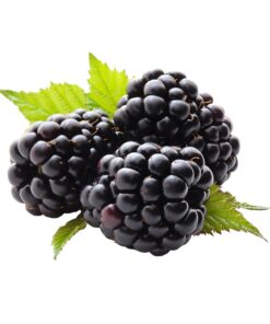 OliveNation Black Raspberry Flavor Fountain, Sugar-Free Water Soluble Beverage Flavoring, Kosher, Gluten Free, Vegan - 4 ounces 4 Ounce (Pack of 1) 3 51IyLDRQo1L