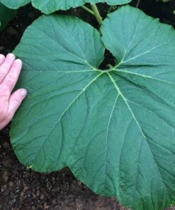 Neptune's Harvest Organic Hydrolized Fish & Seaweed Fertilizer 36 0z 36 Ounce 30 51J2osST6mL