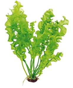 Aponogeton Ulvaceus Bulb - Aquarium Plant for Aquariums with temperatures Under 72F 33 51JEgBXydoL