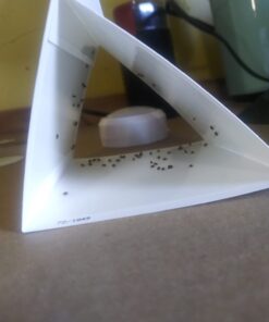 Pro Pest Pantry Moth & Beetle Traps 2 Pre-Baited Traps 21 51JR8jTHSPL