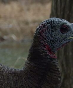 AVIAN-X LCD Breeder Hen Turkey Decoy | Durable Realistic Lifelike Collapsible Standing Hunting Decoy with Carry Bag & Stake, AVX8008 30 51JZ avY3DL