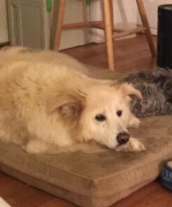 Advanced Hip & Joint Formula - 90 Mobility & Pain Relief Dog Chews - Glucosamine, Chondroitin, MSM, & Turmeric for Superior Joint Health Chewable 35 51KDzzbCeKL