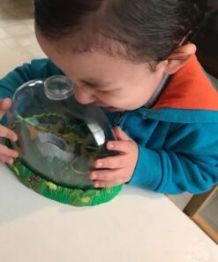 Insect Lore Live Ladybug Growing Kit Toy -unisex-children Original Ladybug Land 36 51KJzPA aCL