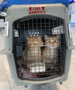 Petmate Sky Kennel Pet Carrier, 36 Inch, Made in USA 36.0"L x 25.0"W x 27.0"H 74 51Kn 96IOQL