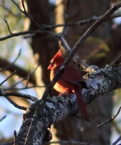 Canon EF-S 55-250mm f/4.0-5.6 is II Telephoto Zoom Lens Base Standard Packaging 50 51L 9lNXuL