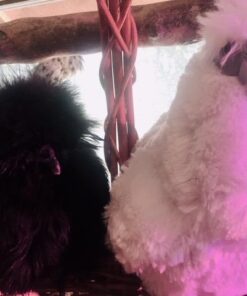 Adore 12" Standing Puffy The Silkie Chicken Plush Stuffed Animal Toy 25 51L3LP5pw7L