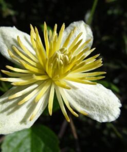 Natural Aloe Vera Body Lotion - Face & Body Moisturizing Cream with Organic Aloe Vera Gel, Vitamin E Oil, Vitamin C, Retinol Cream, Shea Butter – Anti Aging Face Moisturizer for Women, Dry Skin (8 oz) 8 Ounce (Pack of 1) 19 51LEes3pGiL