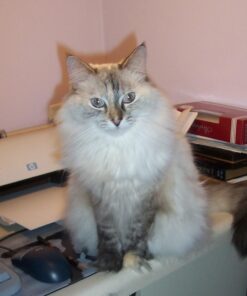 Advantage II Kitten Vet-Recommended Flea Treatment & Prevention | Cats 2-5 lbs. | 2-Month Supply 33 51LQo4lBxLL