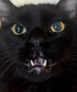 Purina Fancy Feast Grilled Wet Cat Food Seafood Collection in Wet Cat Food Variety Pack - (24) 3 oz. Cans Seafood Variety Pack - 24 Ct. 3 Ounce (Pack of 24) 39 51LY3MGsoKL