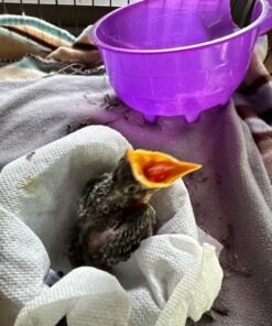 FLYGRUBS Superior to Dried Mealworms for Chickens (1lb) - 85X More Calcium Than Live mealworms - Non-GMO Chicken Feed - BSFL Treats for Hens, Ducks, Turkeys, Wild Birds, Turtles, Quails 1 Pound 23 51LizhasQL