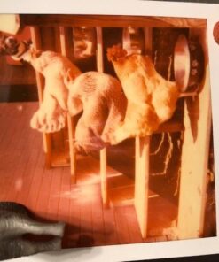 Polaroid Originals Color Film for 600 (4670) 48 51LknsbYRL