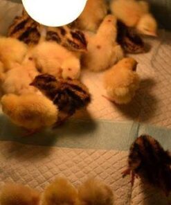 Little Giant® Quail Rails | 120 Eggs | Turner Equipment for Incubating Small Eggs | Quail Egg Incubator 13 51LlKpm5iKL