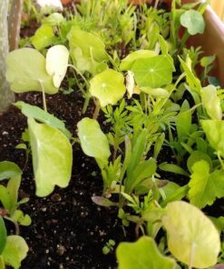 Wildflower Seeds Edible Flowers Mix - 1 Ounce Over 7,000 Open Pollinated Annual and Perennial Seeds 1 Ounce Packet 37 51Lre3oX YL