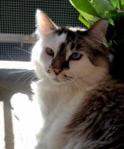 Hill's Science Diet Dry Cat Food, Adult, Hairball Control, Light for Healthy Weight & Weight Management, Chicken Recipe, 7 lb. Bag 7 Pound (Pack of 1) 26 51M192Ur9DL