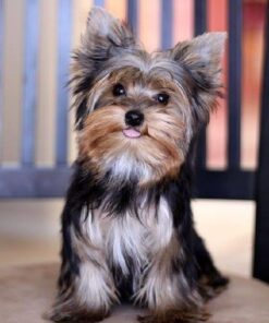 Adams Plus Pyrethrin Dip For Dogs and Cats | Kills and Repels Fleas, Ticks, Lice, Gnats, Mosquitoes and Flies | 4 Fl Oz 25 51M32Vj5CgL